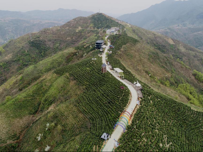 陜西廣電融媒體集團(tuán)農(nóng)林衛(wèi)視助力陜西茶區(qū)“以茶興業(yè)，以茶富民”