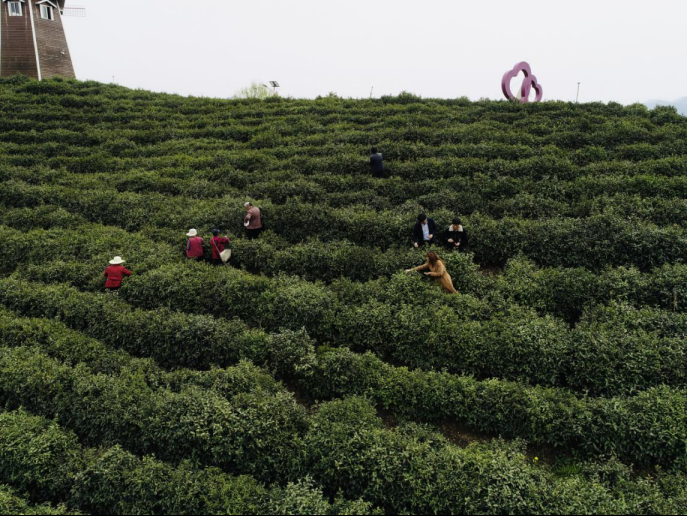 陜西廣電融媒體集團(tuán)農(nóng)林衛(wèi)視助力陜西茶區(qū)“以茶興業(yè)，以茶富民”