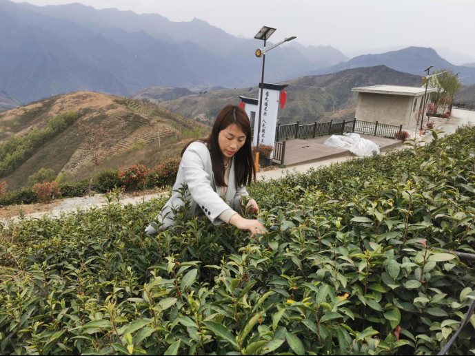 陜西廣電融媒體集團(tuán)農(nóng)林衛(wèi)視助力陜西茶區(qū)“以茶興業(yè)，以茶富民”